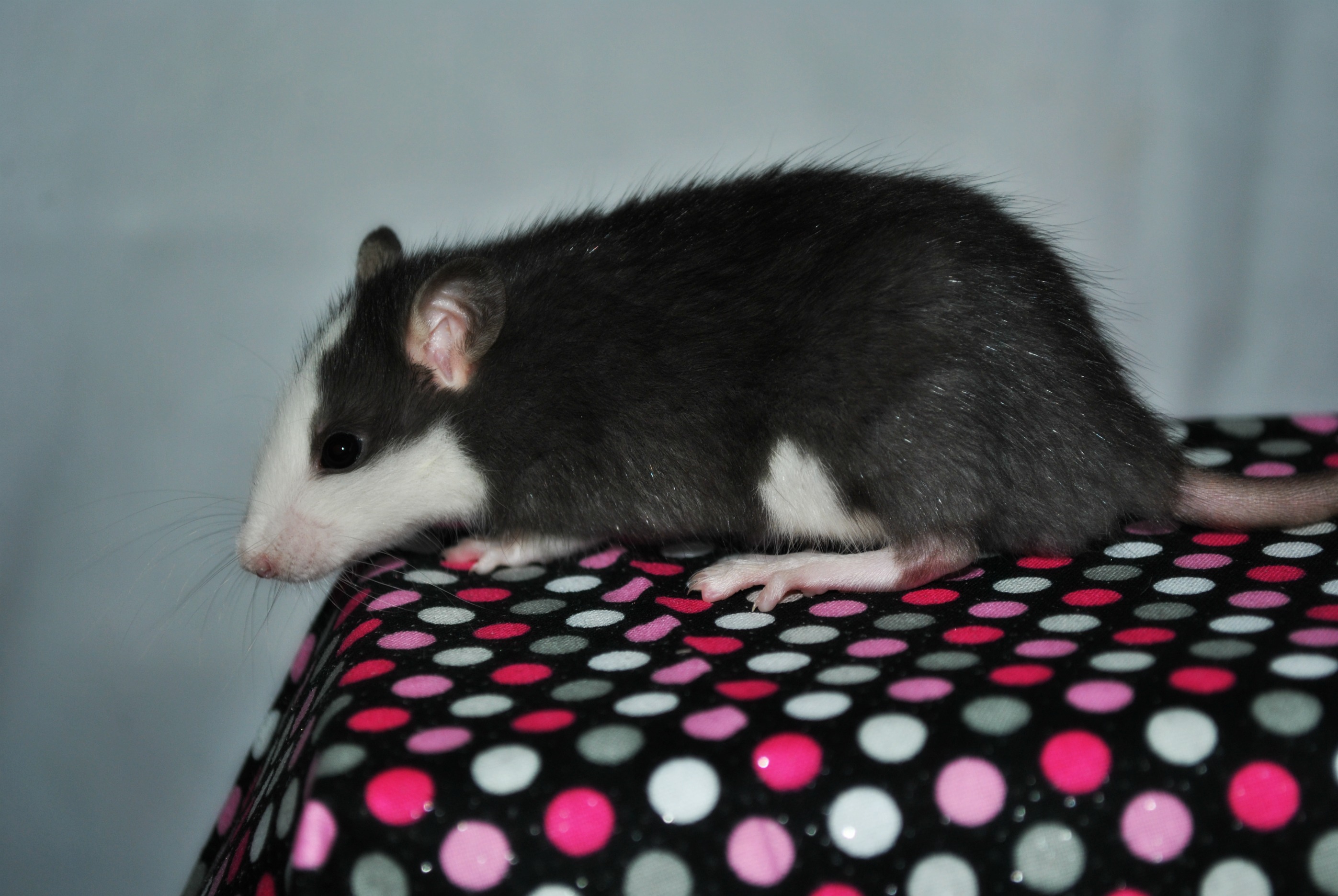 everwild rattery ny rochester